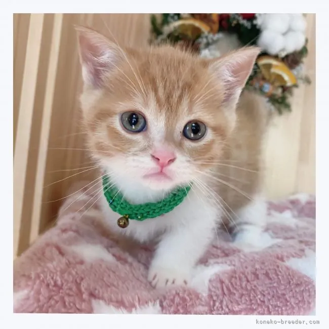 Y.U 様のお迎えした子猫