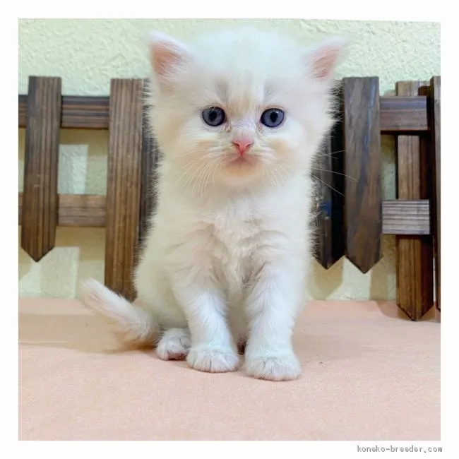 ID:2008-01306の子猫