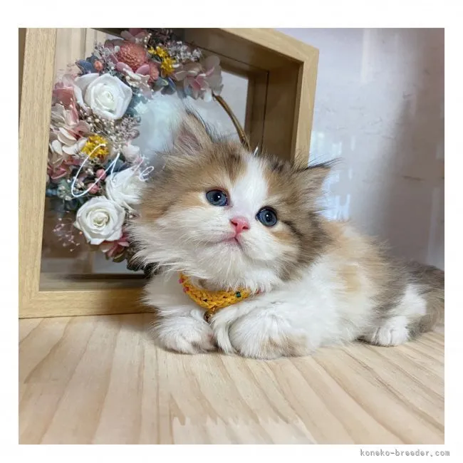 ID：2109-00279の子猫