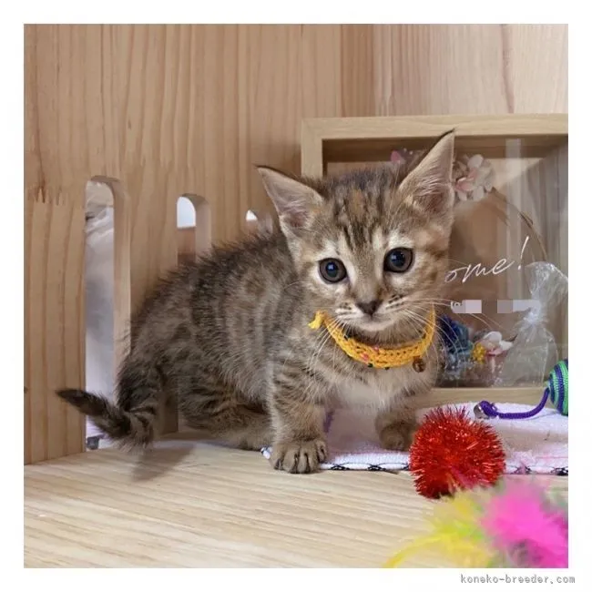 ID：2110-02061の子猫