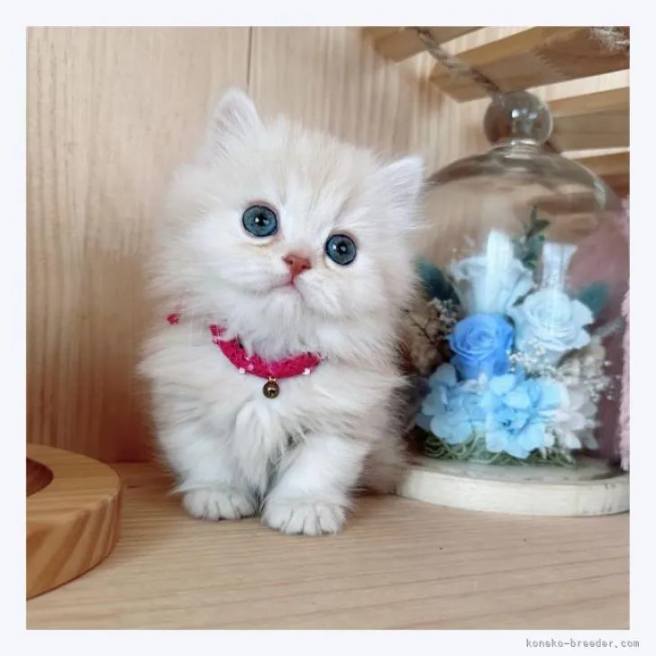 ID:2301-01977の子猫