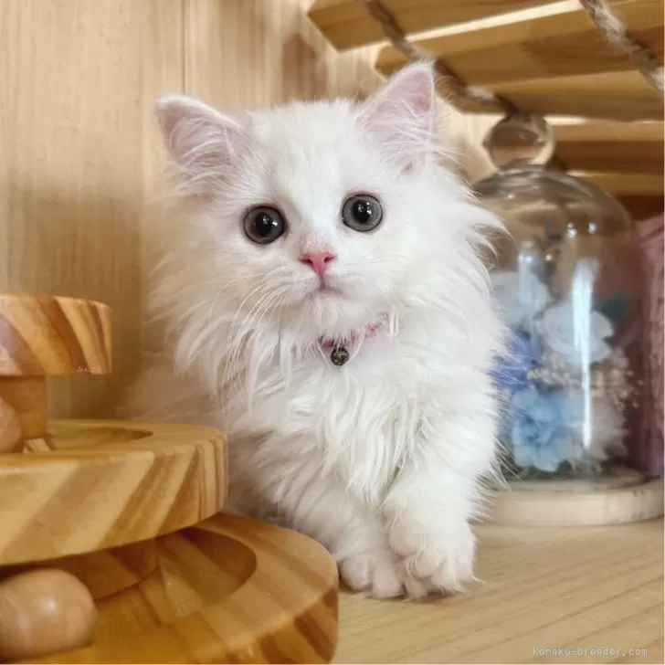 ID：2407-00283の子猫