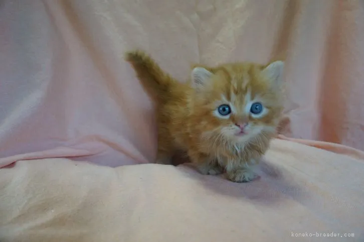 ID：1608-00732の子猫