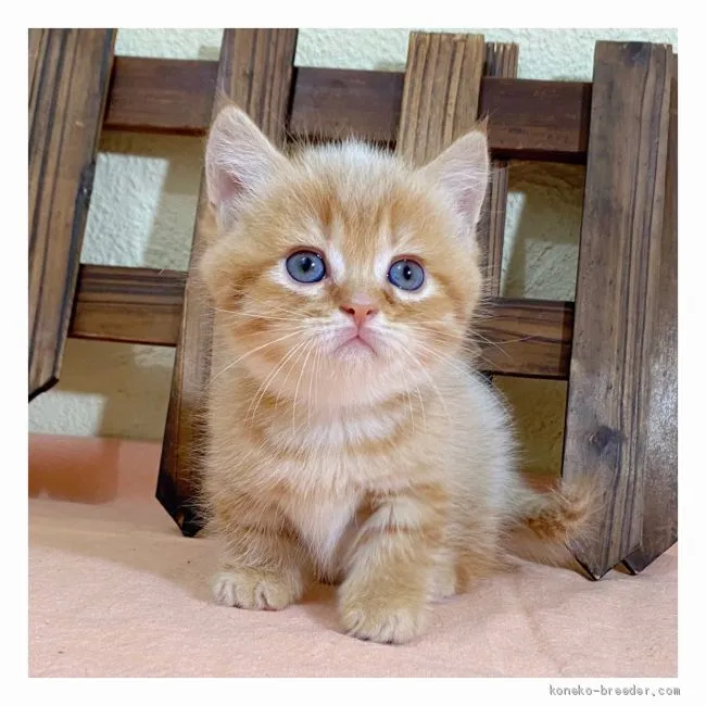 ID：2007-01132の子猫