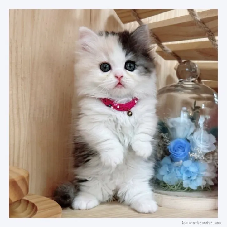 ID：2306-03074の子猫