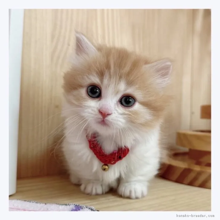 ID：2305-03794の子猫