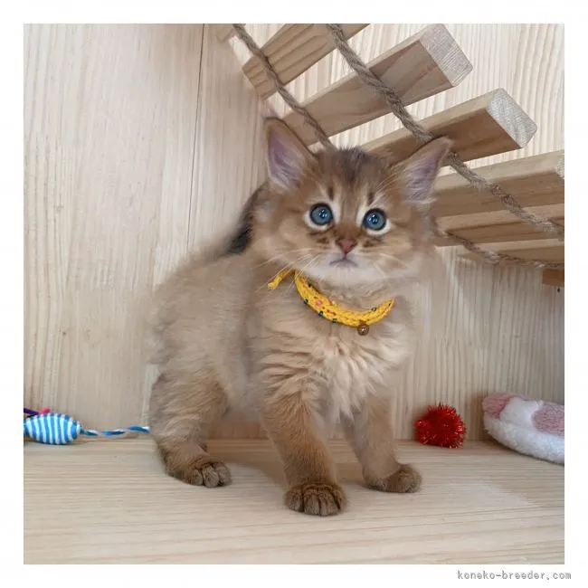 ID：2110-00633の子猫