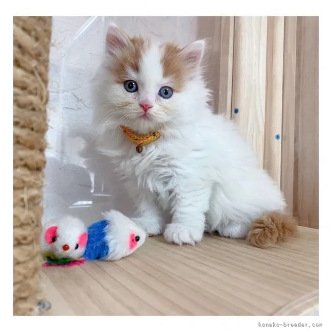 ID:2111-00859の子猫