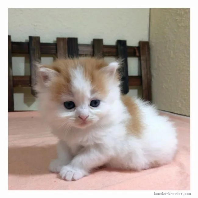 ID：2007-00048の子猫