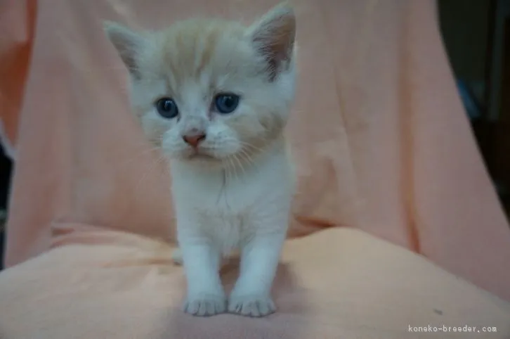 ID：1607-00450の子猫