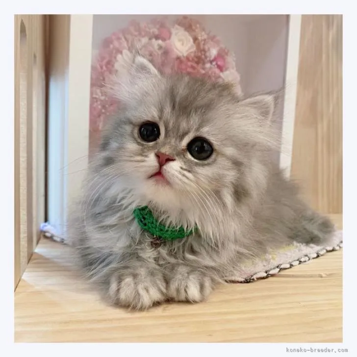 ID：2206-01120の子猫
