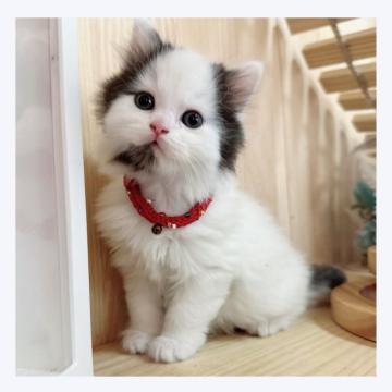 マンチカン(長足)【長野県・男の子・2022年9月14日・ブラック&ホワイト】の写真「💫💫イケメン💫💫」