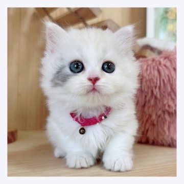 マンチカン(短足)【長野県・女の子・2023年7月20日・ダイリュートキャリコ】の写真「︎‪💕可愛いお顔の女の子︎‪💕」