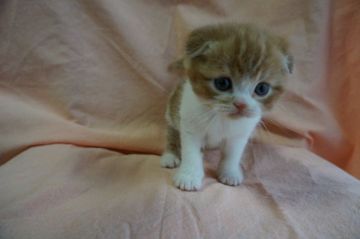 スコティッシュフォールド【長野県・男の子・2016年10月11日・レッドタビー&ホワイト（ショート）】の写真「元気いっぱい　イケメン君です(^^♪」