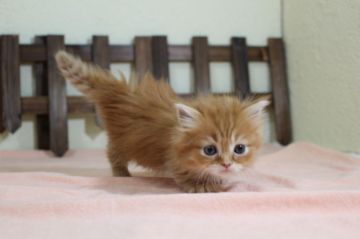 マンチカン(短足)【長野県・女の子・2020年4月16日・レッドタビー】の写真「キレイなお顔の女の子です♪」