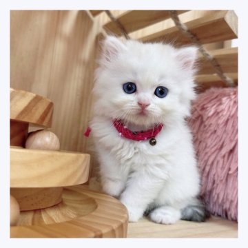 マンチカン(長足)【長野県・女の子・2023年8月1日・クリーム&ホワイトバン】の写真「❤️美人猫ちゃん❤️」