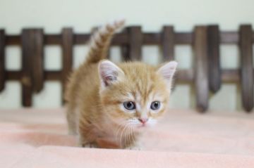 マンチカン(短足)【長野県・女の子・2020年4月16日・レッドタビー】の写真「キリっとしたおめめの女の子です♪」