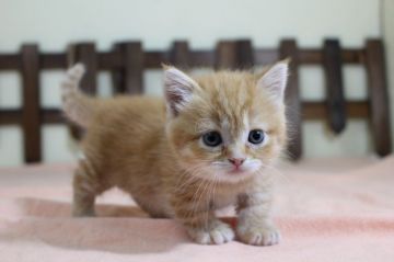 マンチカン(短足)【長野県・女の子・2020年4月16日・レッドタビー】の写真「優しいお顔の女の子です(^^♪」