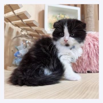 スコティッシュフォールド(折れ耳)【長野県・男の子・2022年9月5日・ブラック&ホワイト】の写真「✨✨イケメン✨✨」