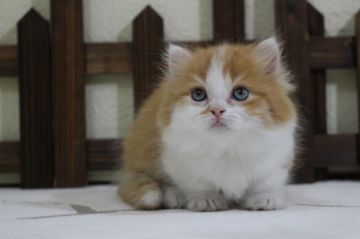 マンチカン(短足)【長野県・女の子・2020年3月1日・レッドタビー&ホワイト】の写真「☆おめめパッチリの可愛い女の子です。」