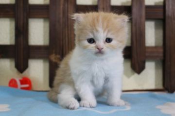 マンチカン(長足)【長野県・男の子・2020年4月12日・レッドタビー&ホワイト】の写真「優しい顔立ちの男の子です♪」