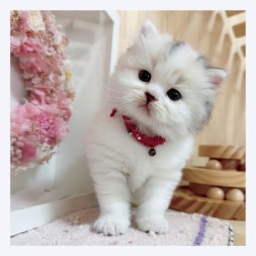 マンチカン(長足)【長野県・女の子・2023年9月6日・キャリコ】の写真「明るい性格な女の子🎀」