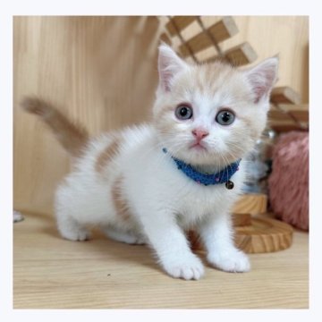 マンチカン(長足)【長野県・男の子・2023年7月23日・クリームタビー&ホワイト】の写真「可愛い男の子🌟」