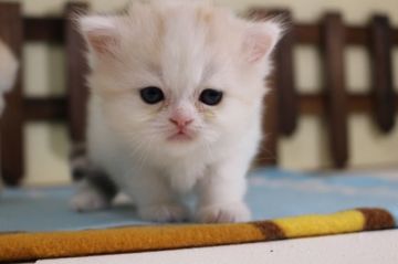 マンチカン(長足)【長野県・女の子・2020年4月14日・ダイリュートキャリコ】の写真「きれいなお顔の女の子です🎶」