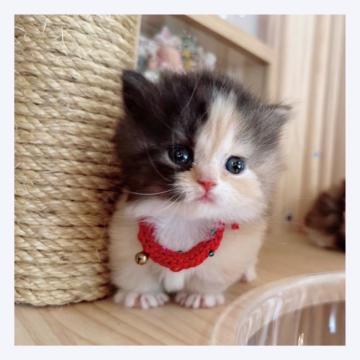 マンチカン(短足)【長野県・女の子・2022年9月17日・キャリコ】の写真「💓💓お目目くりくり女の子💓💓」