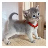 ソマリ【長野県・女の子・2021年7月16日・ブルー】の写真1