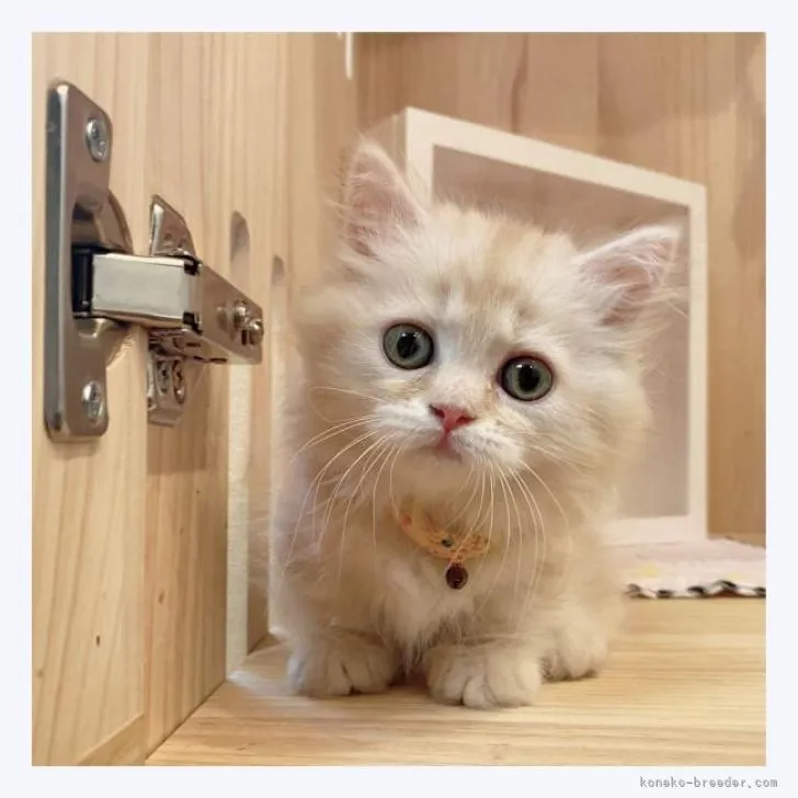 ID:2207-02657の子猫