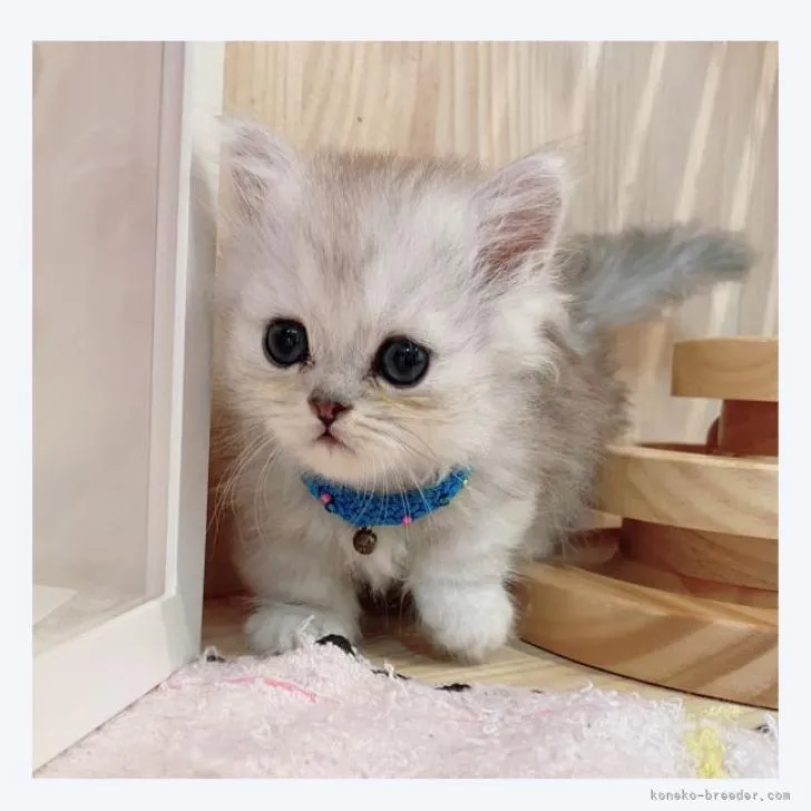 S.M 様のお迎えした子猫