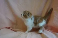 スコティッシュフォールド【長野県・男の子・2016年10月11日・レッドタビー&ホワイト】の写真2