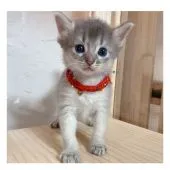 ソマリ【長野県・女の子・2021年7月16日・ブルー】の写真2