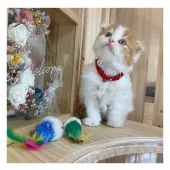 スコティッシュフォールド(折れ耳)【長野県・女の子・2021年8月4日・レッドタビー&ホワイト】の写真3「9/21撮影」