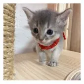 ソマリ【長野県・女の子・2021年7月16日・ブルー】の写真3