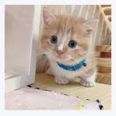 マンチカン(短足)【長野県・女の子・2022年7月21日・レッドタビー&ホワイト】の写真4「9/7撮影」