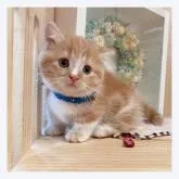 マンチカン(短足)【長野県・女の子・2022年7月21日・レッドタビー&ホワイト】の写真5「9/7撮影」