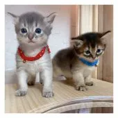 ソマリ【長野県・男の子・2021年7月16日・ルディー】の写真5