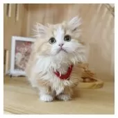 ミヌエット(短足)【長野県・女の子・2024年10月23日・レッドタビー&ホワイト】の写真11