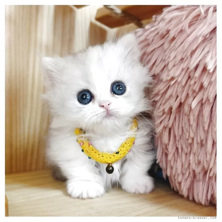 ID：2507-01948の子猫