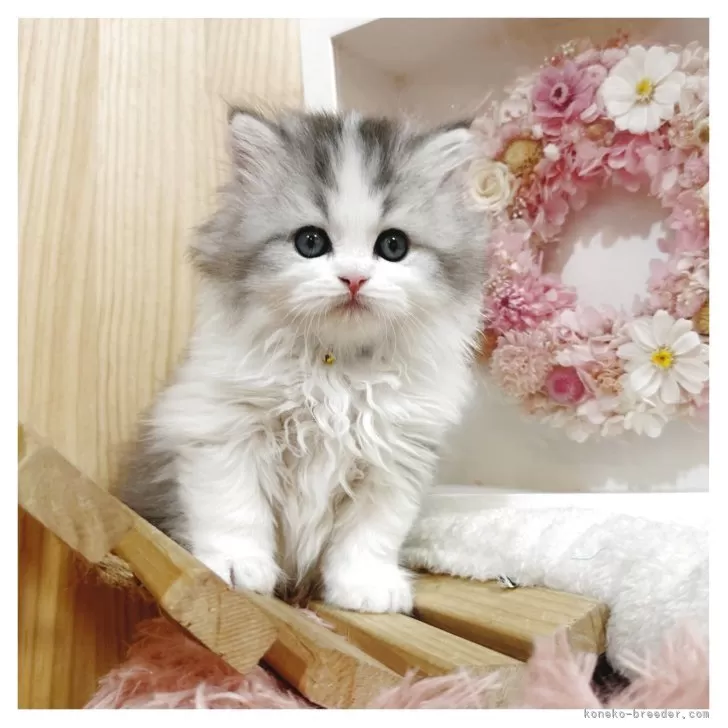 ID:2505-03363の子猫