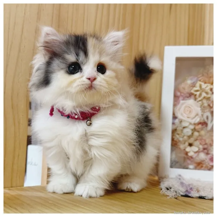 ID：2608-52466の子猫