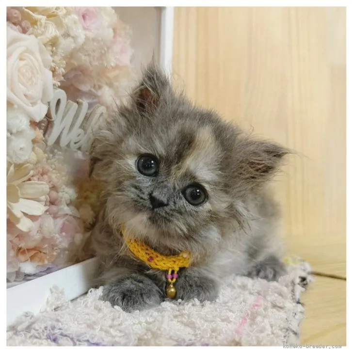 ID：2608-52353の子猫