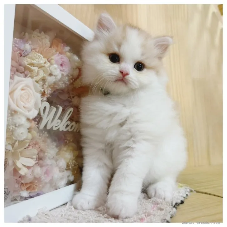 ID：2609-50545の子猫