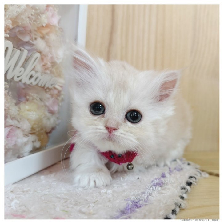 ブリーダー画像