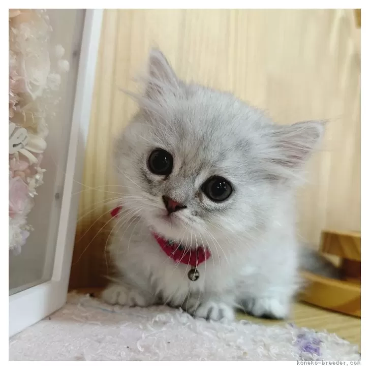 ID：2509-00886の子猫