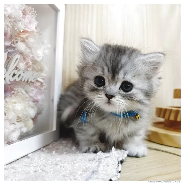 ID：2505-02332の子猫
