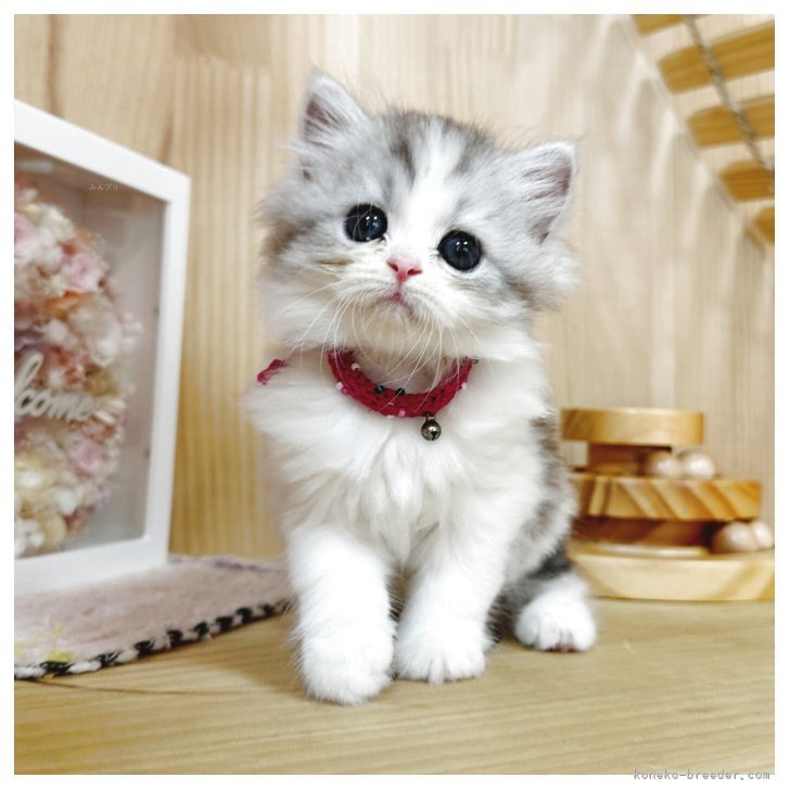 ブリーダー画像