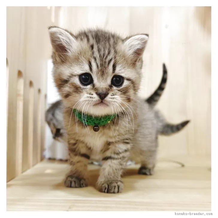 ID:2505-01751の子猫
